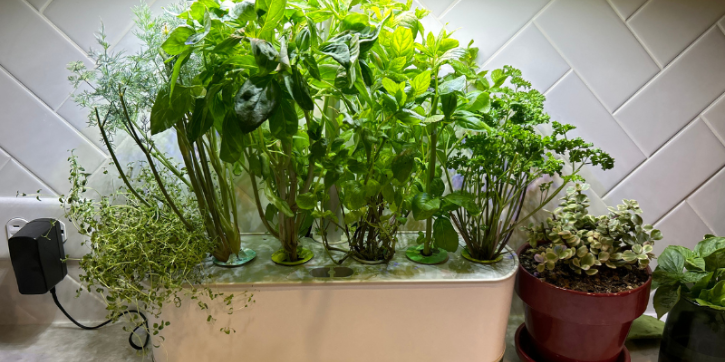 grow lamp
